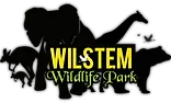 wilstem.com